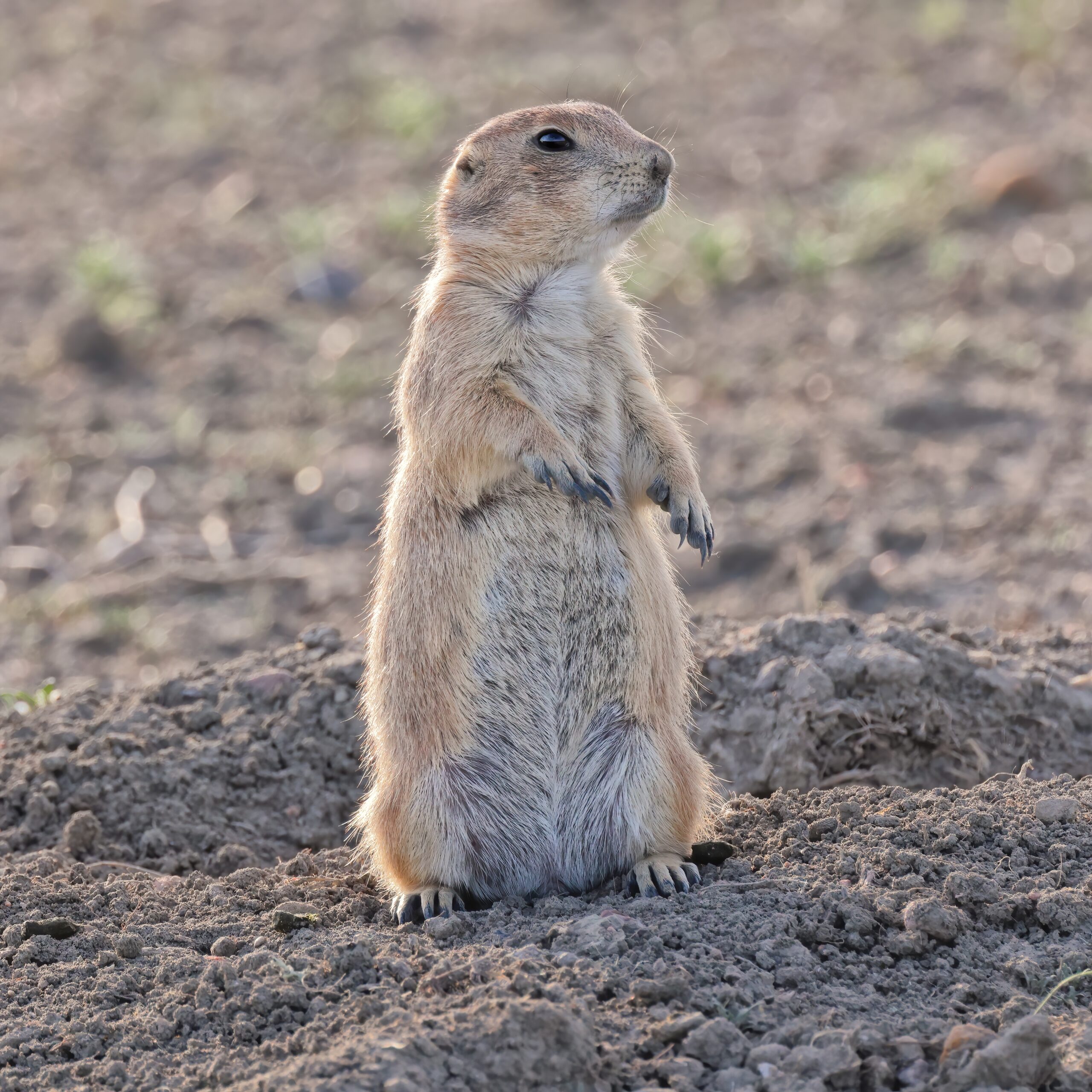 Black Tailed Prairie Dog